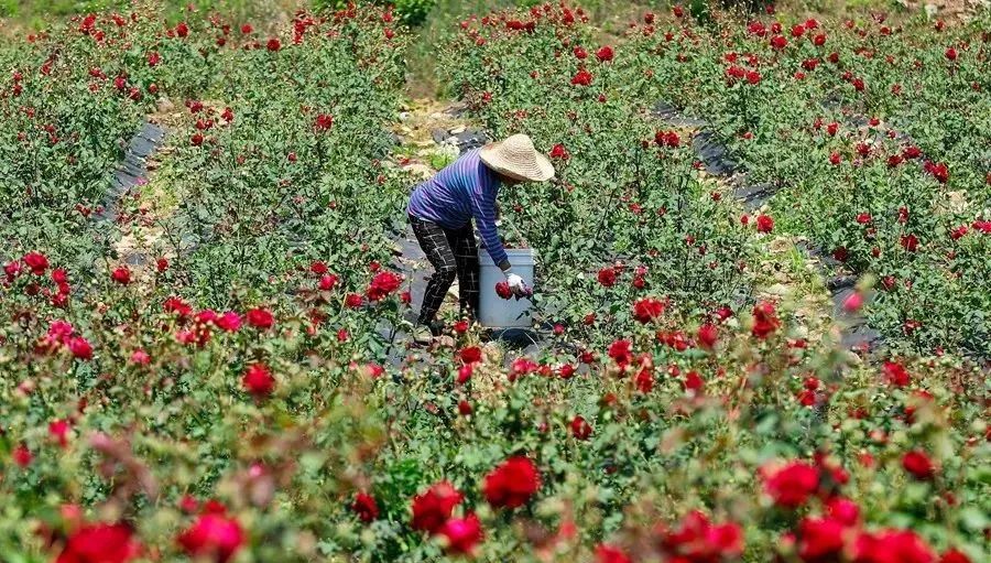 農(nóng)業(yè)全產(chǎn)業(yè)鏈建設是重塑農(nóng)業(yè)競爭力的關鍵之舉