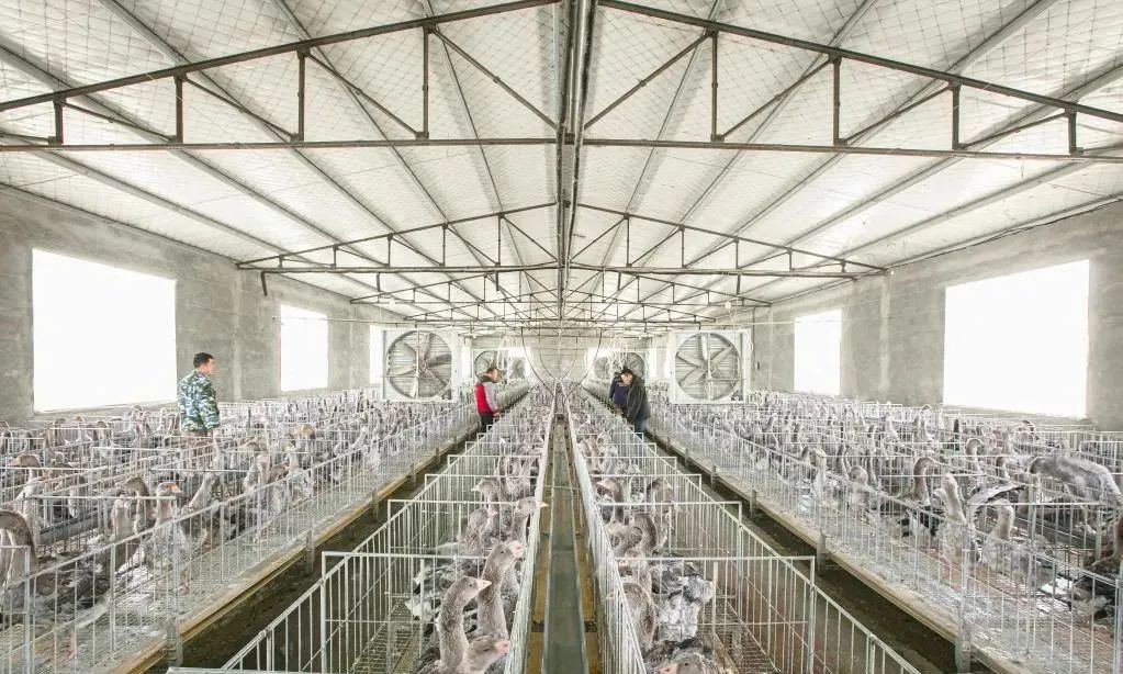 農(nóng)業(yè)全產(chǎn)業(yè)鏈建設是重塑農(nóng)業(yè)競爭力的關鍵之舉