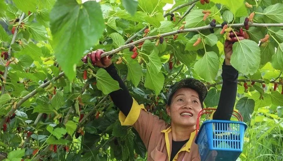 農(nóng)業(yè)全產(chǎn)業(yè)鏈建設是重塑農(nóng)業(yè)競爭力的關鍵之舉