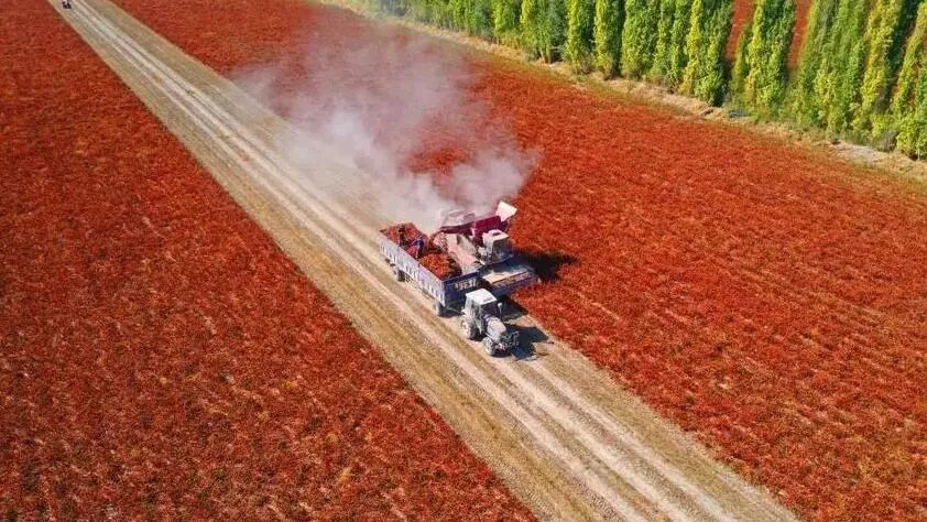 新疆：辣椒生產(chǎn)全程機(jī)械化 節(jié)本增效明顯