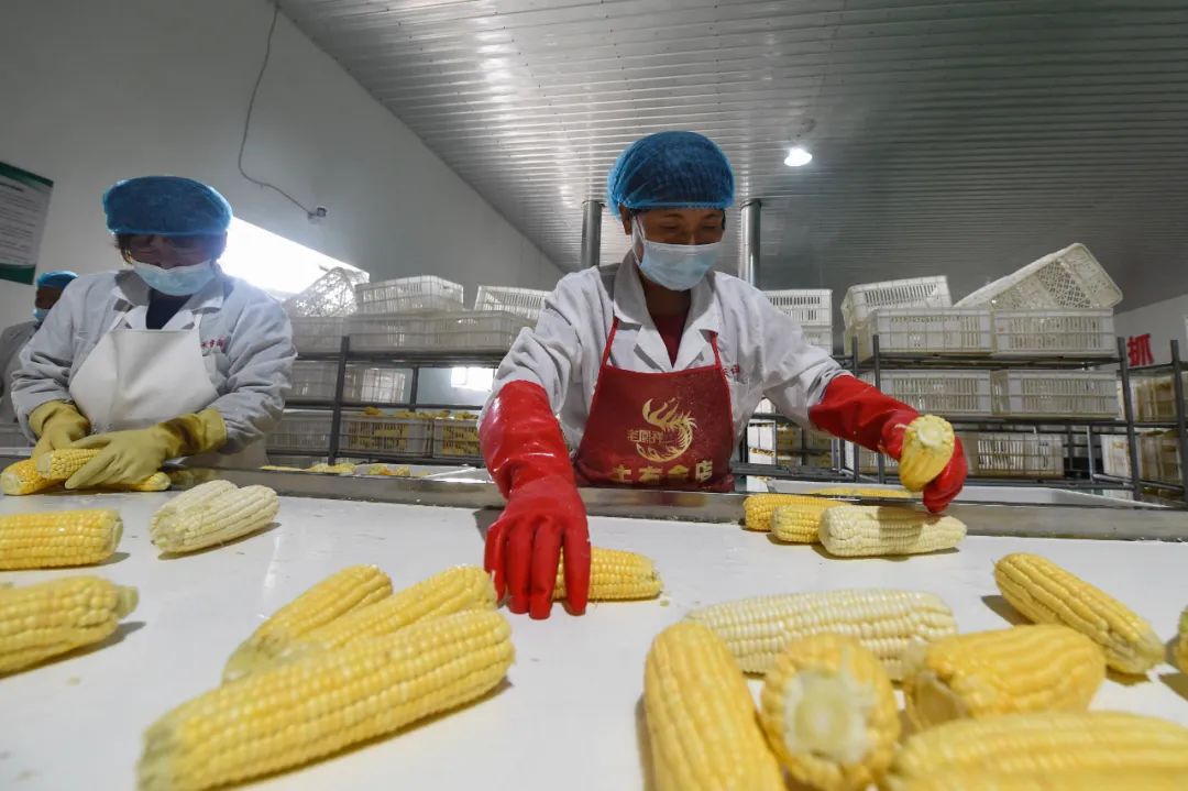 我國科學(xué)家成功克隆野生玉米變異基因