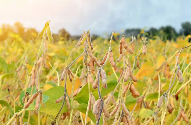 糧安天下，大豆振興之路還需面對(duì)哪些挑戰(zhàn)？