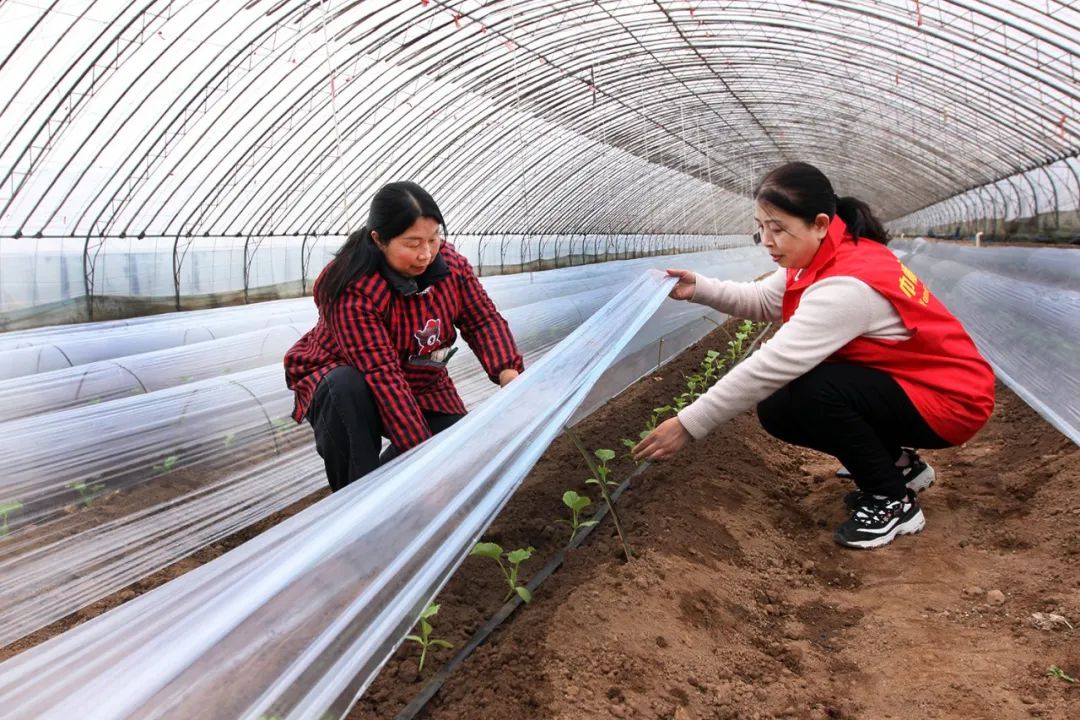 超30省區(qū)市將遭寒潮速凍，17條蔬菜生產(chǎn)官方指導(dǎo)，建議收藏！