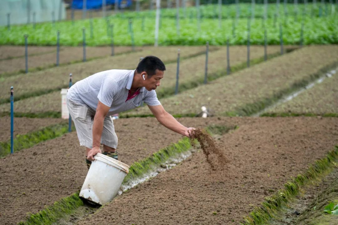 超30省區(qū)市將遭寒潮速凍，17條蔬菜生產(chǎn)官方指導(dǎo)，建議收藏！