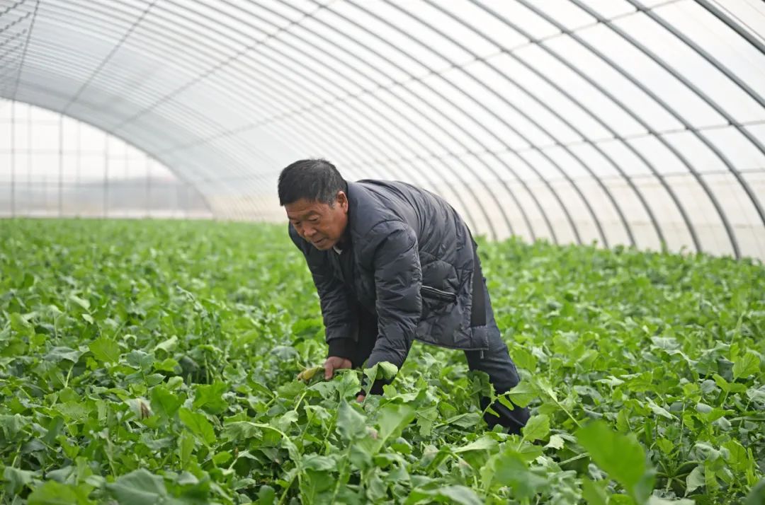 超30省區(qū)市將遭寒潮速凍，17條蔬菜生產(chǎn)官方指導(dǎo)，建議收藏！