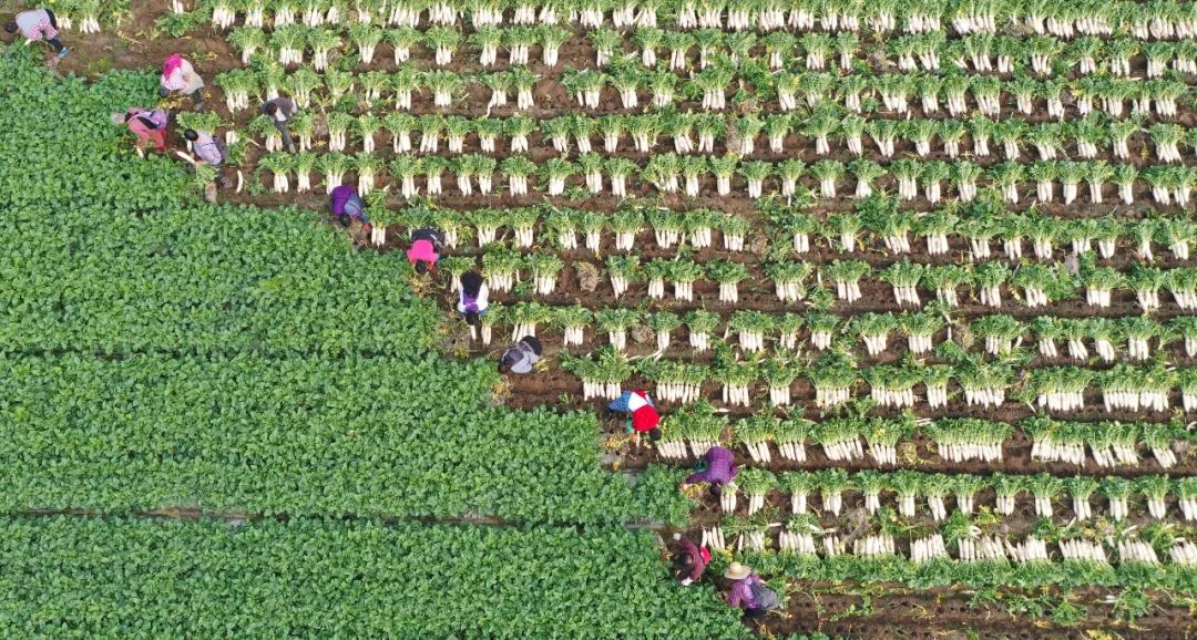 超30省區(qū)市將遭寒潮速凍，17條蔬菜生產(chǎn)官方指導(dǎo)，建議收藏！