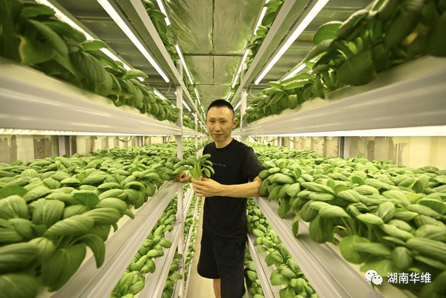 在沙漠里種菜？中國蔬菜走進(jìn)世界杯