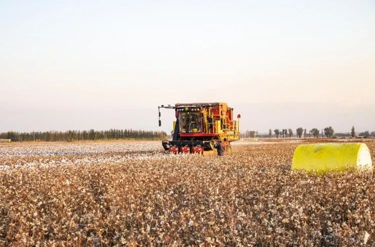 進(jìn)口采棉機(jī)曾受?chē)?guó)外斷供，國(guó)產(chǎn)化替代讓中國(guó)棉農(nóng)挺起脊梁
