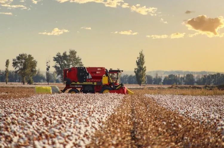 進(jìn)口采棉機(jī)曾受?chē)?guó)外斷供，國(guó)產(chǎn)化替代讓中國(guó)棉農(nóng)挺起脊梁