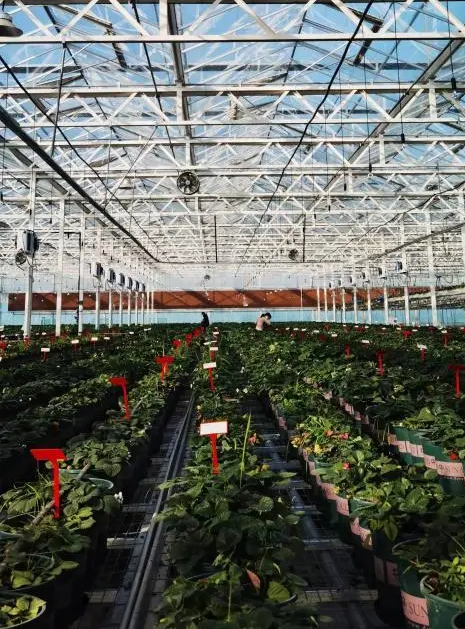 數字技術賦能農業,鄉村奏響科技興農“序曲” 數字技術賦能農業,鄉村奏響科技興農“序曲”