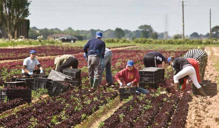 英國全國農(nóng)民聯(lián)盟：今年可能將實(shí)行蔬菜配給供應(yīng)