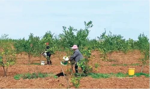 現(xiàn)代農(nóng)業(yè)產(chǎn)業(yè)園，如何撬動3800多億元社會投資？