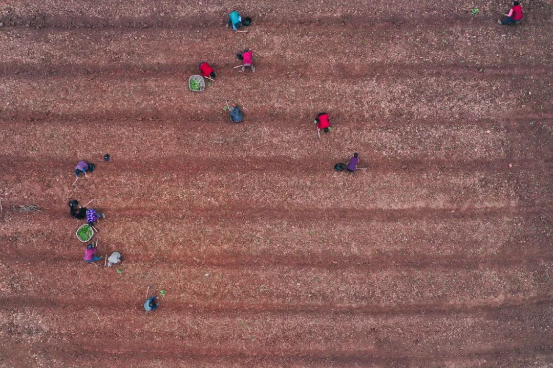 現(xiàn)代農(nóng)業(yè)產(chǎn)業(yè)園，如何撬動3800多億元社會投資？