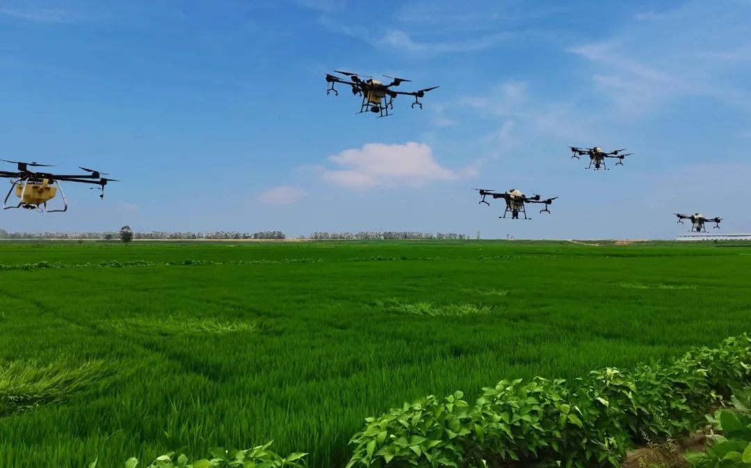 農作物病蟲害是影響農作物穩產增產的重要因素，科學有效防控是保單產、穩總產的關鍵舉措。