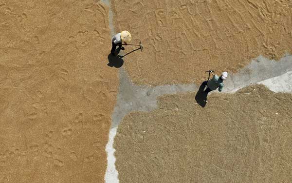 耕好“無形糧田”——從夏糧主產區看“全鏈條節糧減損”路徑 耕好“無形糧田”——從夏糧主產區看“全鏈條節糧減損”路徑