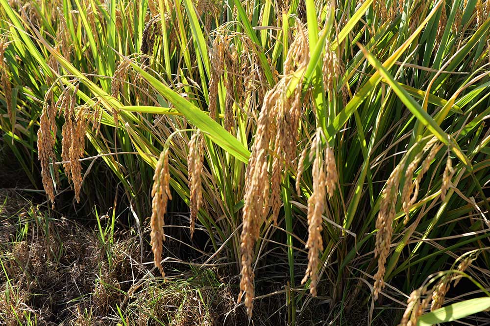 1251.5公斤!超級稻高產(chǎn)新紀錄在四川德昌誕生 1251.5公斤!超級稻高產(chǎn)新紀錄在四川德昌誕生