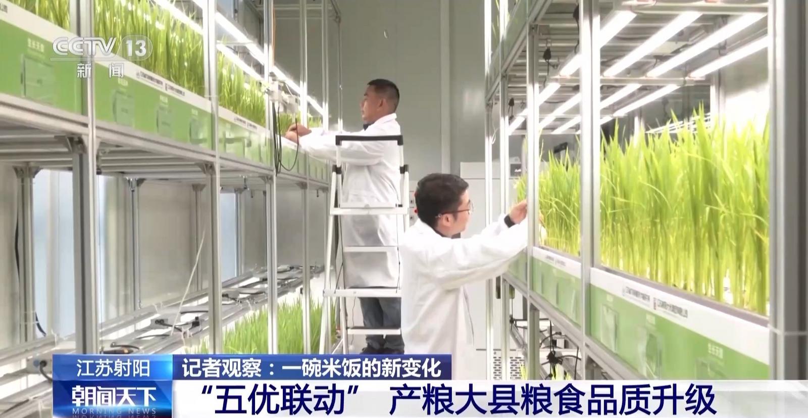 從一碗米飯看糧食品質升級 從一碗米飯看糧食品質升級